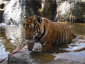 THAILANDE LE TEMPLE DES TIGRES (3)